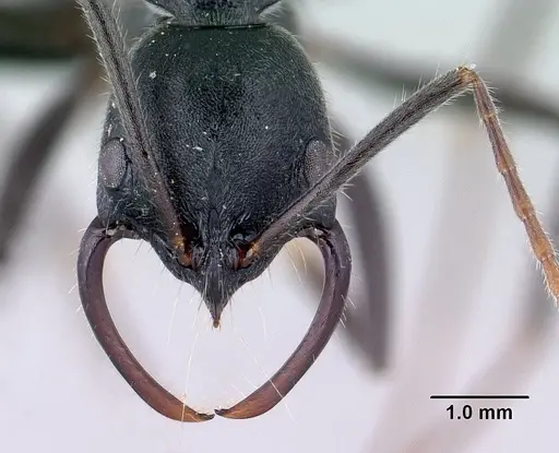 Leptogenys lavavava specimen CASENT0067405 image casent0067405_2