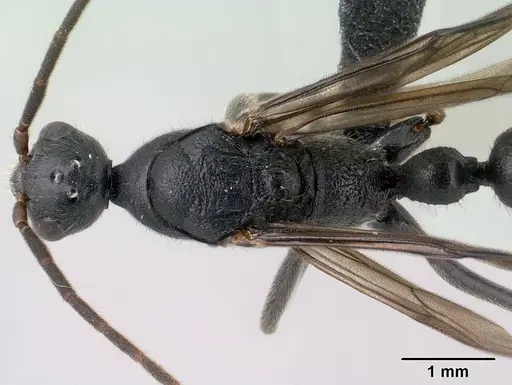 Leptogenys lavavava specimen CASENT0135859 image casent0135859_1