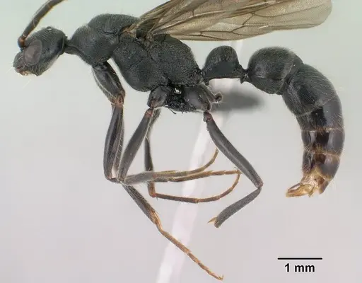 Leptogenys lavavava specimen CASENT0135859 image casent0135859_3