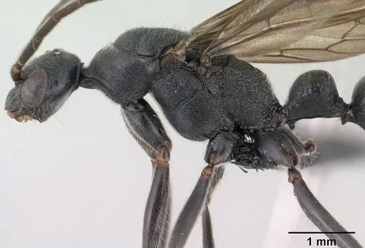 Leptogenys lavavava specimen CASENT0135859 image casent0135859_4