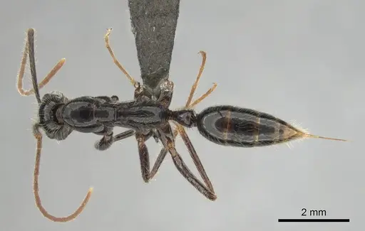 Leptogenys leiothorax specimen CASENT0251928 image casent0251928_1