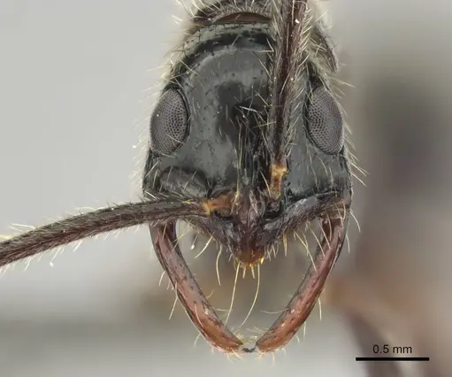 Leptogenys leiothorax specimen CASENT0251928 image casent0251928_2