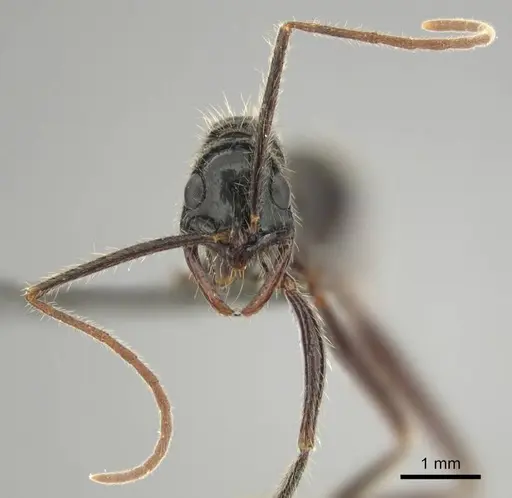 Leptogenys leiothorax specimen CASENT0251928 image casent0251928_3