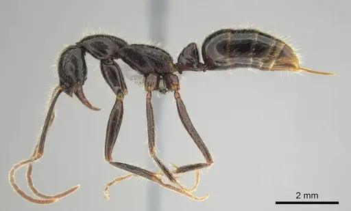 Leptogenys leiothorax specimen CASENT0251928 image casent0251928_4