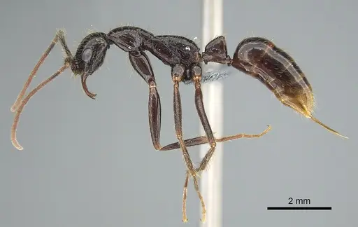 Leptogenys leiothorax specimen CASENT0814811 image casent0814811_1