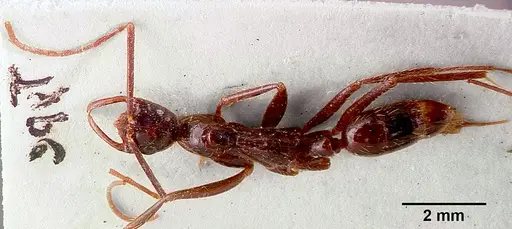 Leptogenys leiothorax specimen SAM-ENT-0011536 image sam-ent-0011536_1