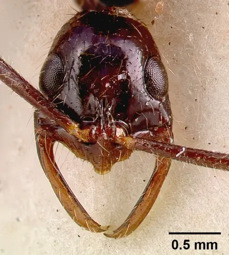 Leptogenys leiothorax specimen SAM-ENT-0011536 image sam-ent-0011536_2