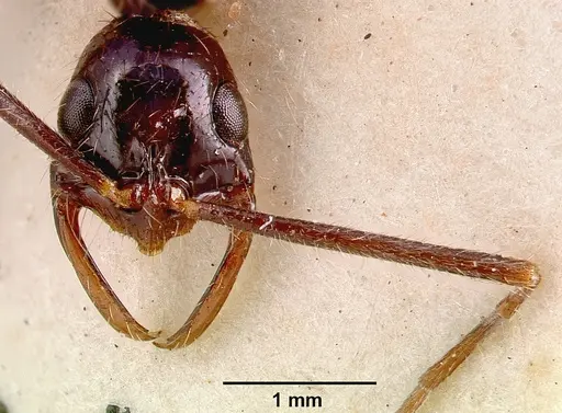 Leptogenys leiothorax specimen SAM-ENT-0011536 image sam-ent-0011536_3