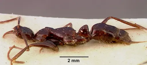 Leptogenys leiothorax specimen SAM-ENT-0011536 image sam-ent-0011536_4