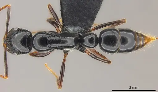 Leptogenys letilae specimen CASENT0186196 image casent0186196_1