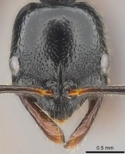 Leptogenys letilae specimen CASENT0186196 image casent0186196_2