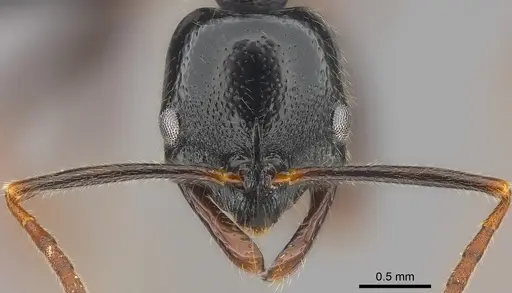 Leptogenys letilae specimen CASENT0186196 image casent0186196_3