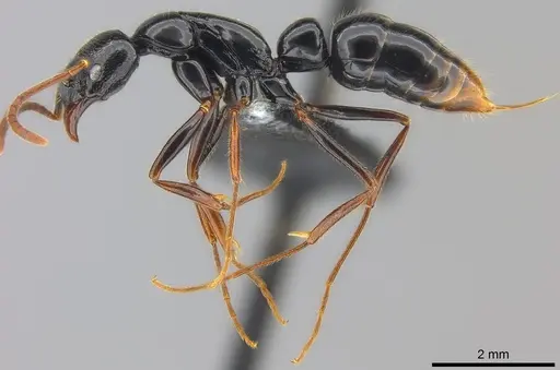Leptogenys letilae specimen CASENT0186196 image casent0186196_4