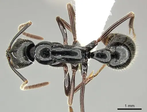 Leptogenys letilae specimen CASENT0270559 image casent0270559_1