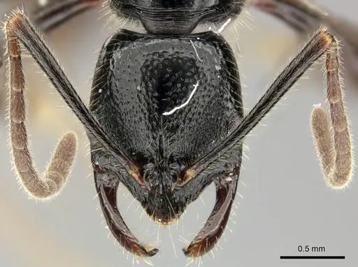Leptogenys letilae specimen CASENT0270559 image casent0270559_2