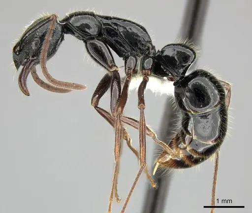 Leptogenys letilae specimen CASENT0270559 image casent0270559_3