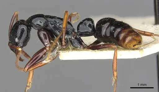 Leptogenys letilae specimen CASENT0902616 image casent0902616_3