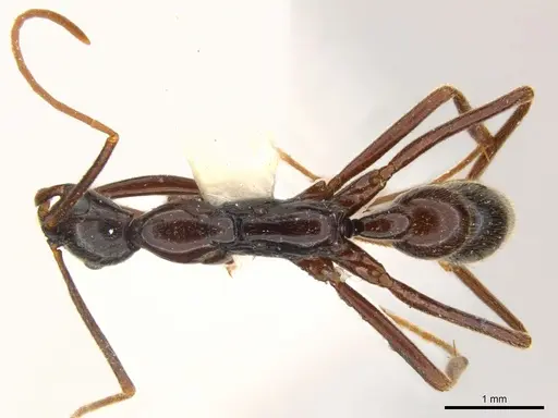 Leptogenys linda specimen CASENT0217013 image casent0217013_1
