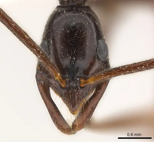 Leptogenys linda specimen CASENT0217013 image casent0217013_2