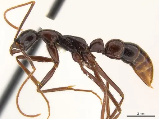 Leptogenys linda specimen CASENT0217013 image casent0217013_3