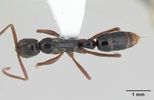 Leptogenys linearis specimen CASENT0178528 image casent0178528_1