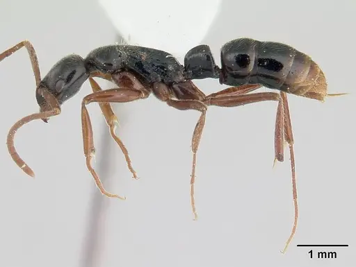 Leptogenys linearis specimen CASENT0178528 image casent0178528_3