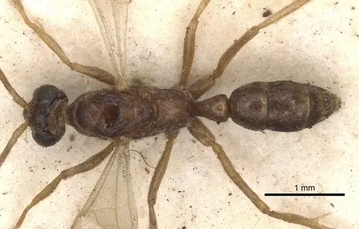 Leptogenys linearis specimen CASENT0901357 image casent0901357_1