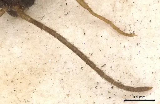 Leptogenys linearis specimen CASENT0901357 image casent0901357_3