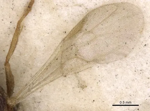 Leptogenys linearis specimen CASENT0901357 image casent0901357_5