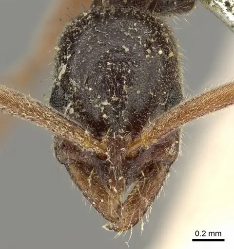 Leptogenys linearis specimen CASENT0902626 image casent0902626_2
