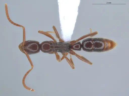 Leptogenys linearis specimen ECOFOG-KR17-0025-09 image ecofog-kr17-0025-09_1