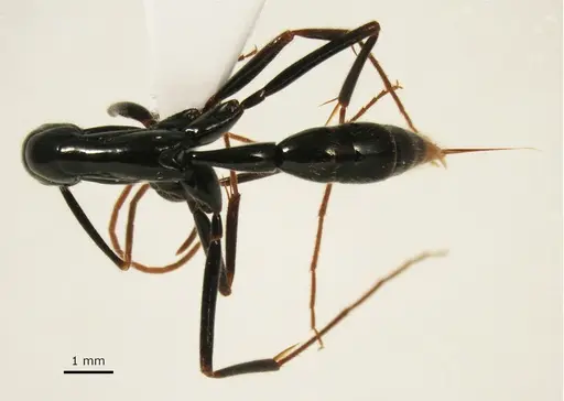 Leptogenys loarelae specimen ANTWEB1041392 image antweb1041392_1