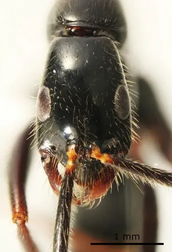 Leptogenys loarelae specimen ANTWEB1041392 image antweb1041392_2