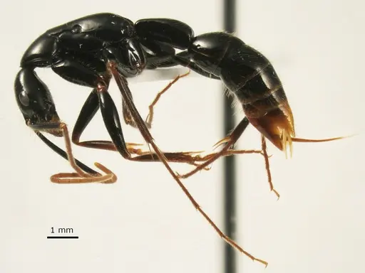 Leptogenys loarelae specimen ANTWEB1041392 image antweb1041392_3