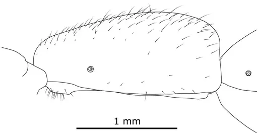 Leptogenys loarelae specimen ANTWEB1041392 image antweb1041392_4
