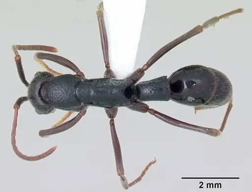 Leptogenys lohahela specimen CASENT0001203 image casent0001203_1