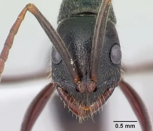 Leptogenys lohahela specimen CASENT0001203 image casent0001203_2
