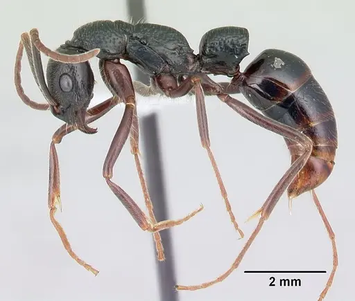 Leptogenys lohahela specimen CASENT0001203 image casent0001203_3