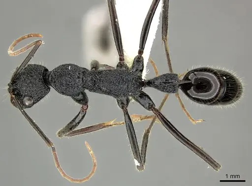 Leptogenys longensis specimen CASENT0270560 image casent0270560_1