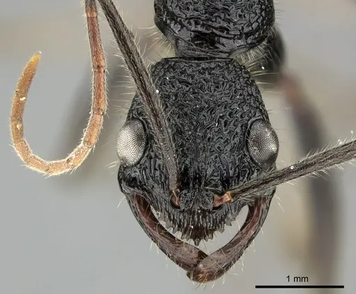 Leptogenys longensis specimen CASENT0270560 image casent0270560_2