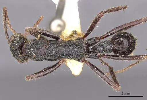 Leptogenys longensis specimen CASENT0907351 image casent0907351_1