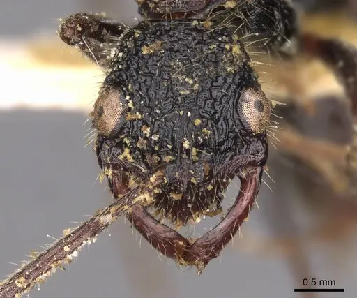 Leptogenys longensis specimen CASENT0907351 image casent0907351_2