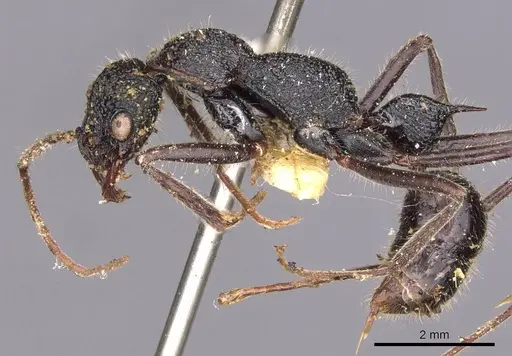 Leptogenys longensis specimen CASENT0907351 image casent0907351_3