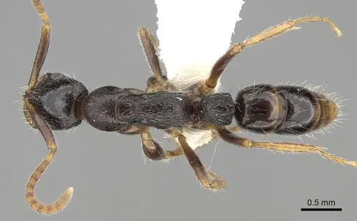 Leptogenys longiceps specimen CASENT0281919 image casent0281919_1