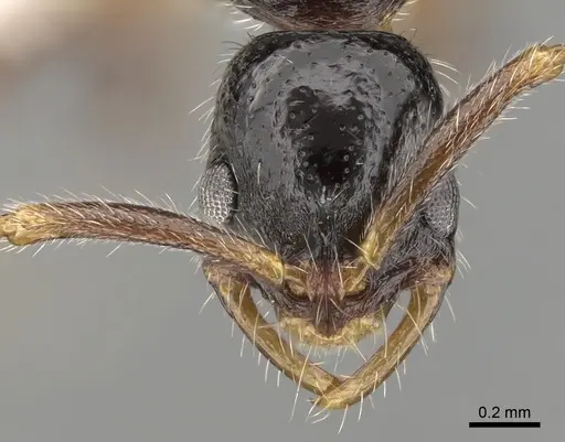 Leptogenys longiceps specimen CASENT0281919 image casent0281919_2