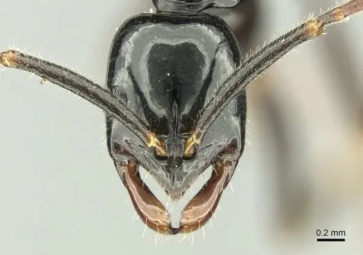 Leptogenys lucida specimen CASENT0294372 image casent0294372_2