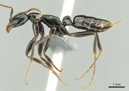 Leptogenys lucida specimen CASENT0294372 image casent0294372_3