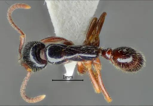 Leptogenys lucidula specimen ANTWEB1060503 image antweb1060503_1