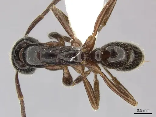 Leptogenys lucidula specimen CASENT0235337 image casent0235337_1
