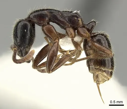 Leptogenys lucidula specimen CASENT0235337 image casent0235337_3